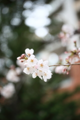 開花宣言