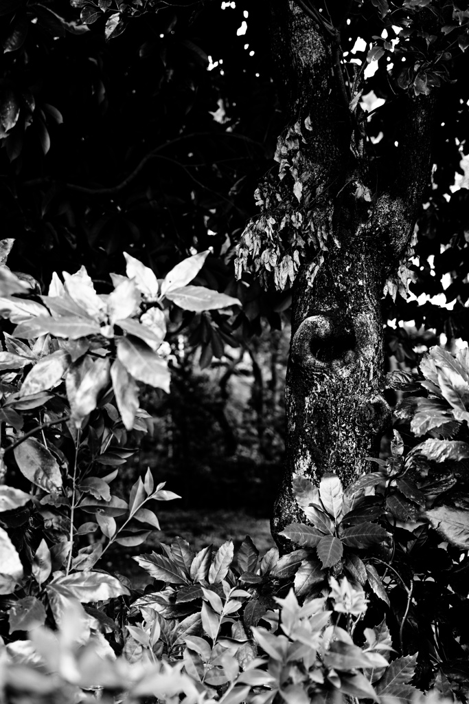 何か住んでるかな？