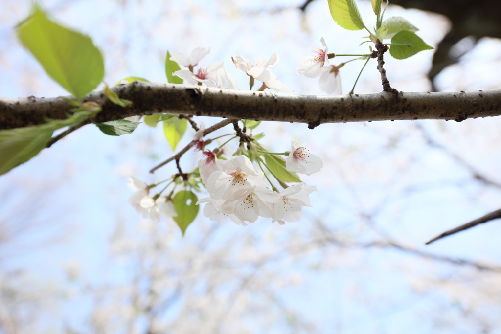 桜見て気分転嫁