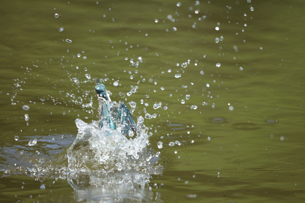 久し振りのヌル