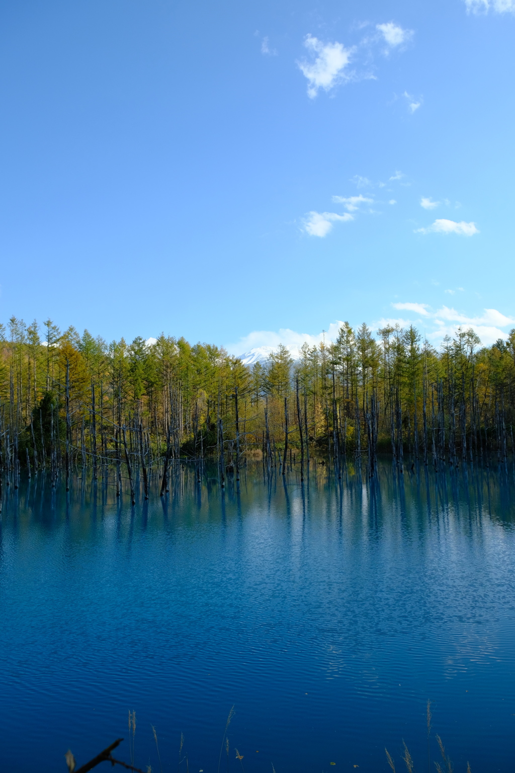 美瑛の青の池