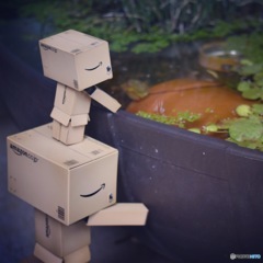 メダカいるかなー(´･д･｀)