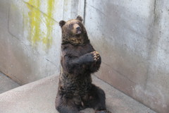 お願い