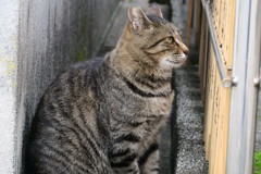 凛々しい横顔