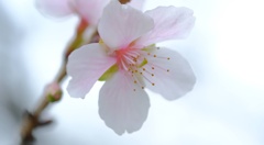 桜山公園②