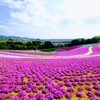芝桜