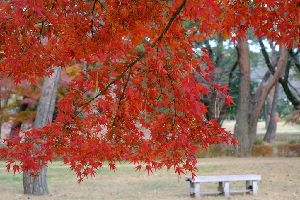 敷島公園の紅葉②