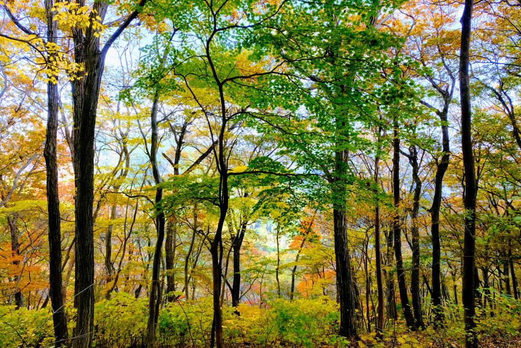 子持山紅葉⑤