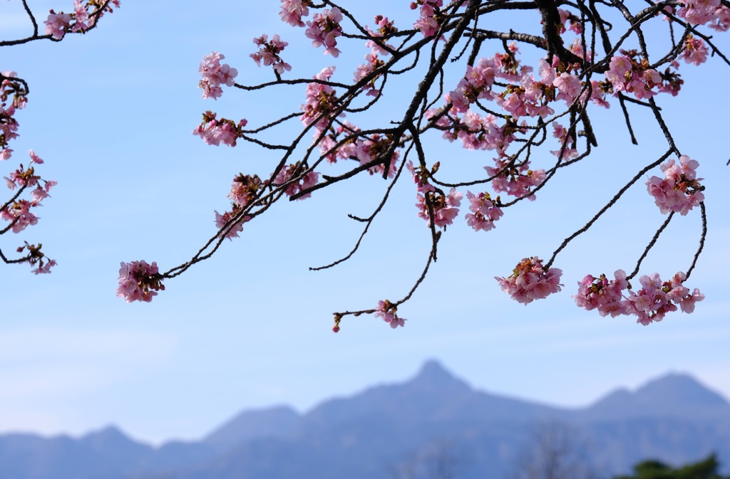 河津桜と榛名山