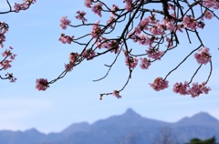 河津桜と榛名山