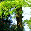 北の丸公園にて④