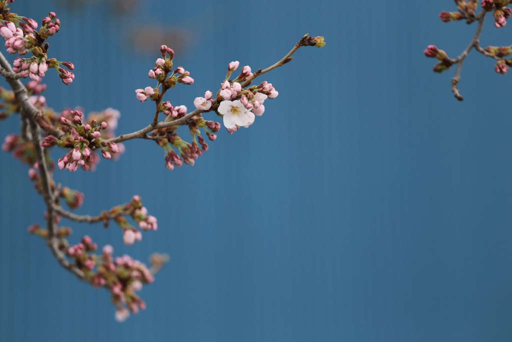 桜⑥