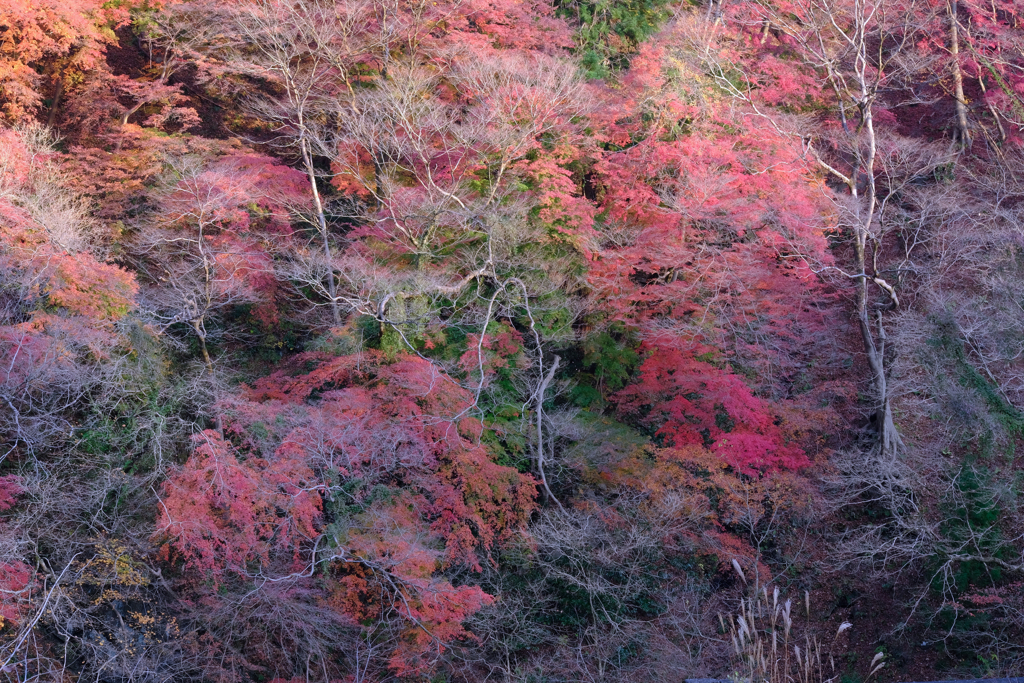 残紅葉②