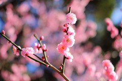 紅梅