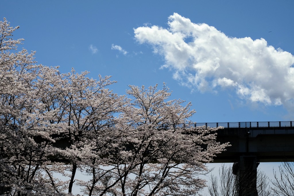 桜と雲と高速道