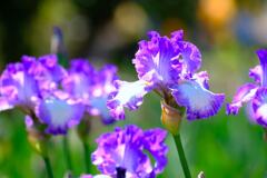 菖蒲①