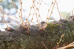 桜の若枝