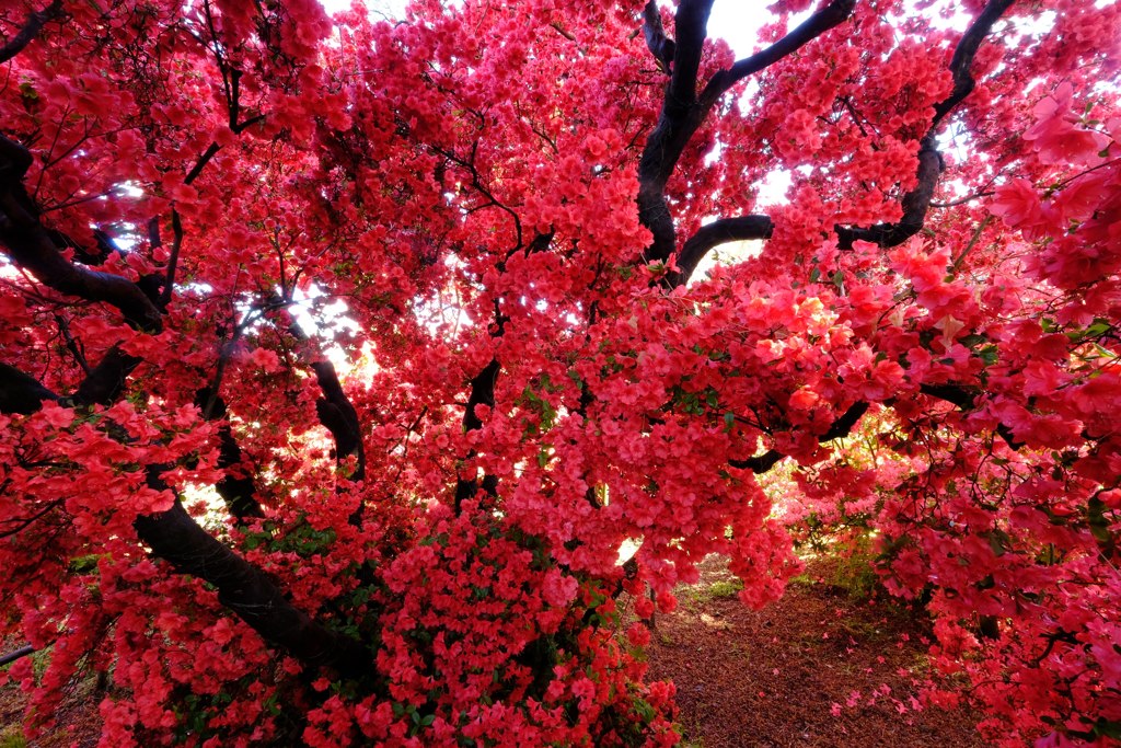 つつじが岡公園④