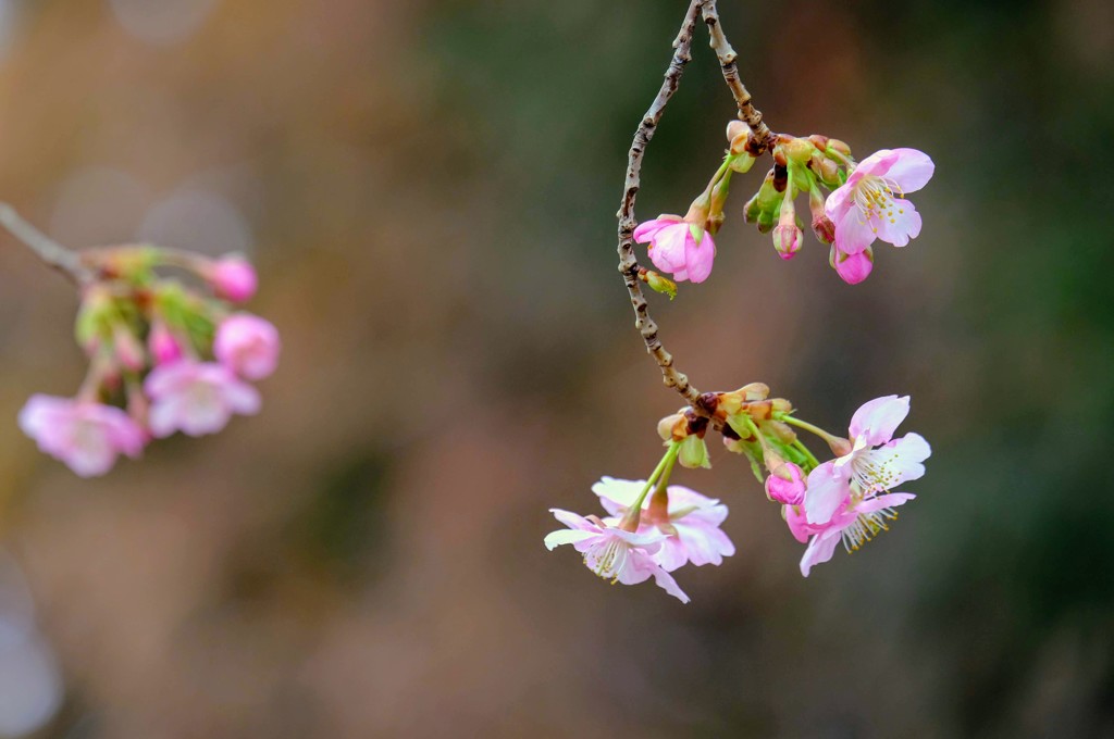 河津桜