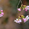 河津桜