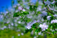 りんごの花②