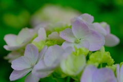紫陽花②