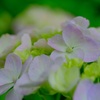 紫陽花②