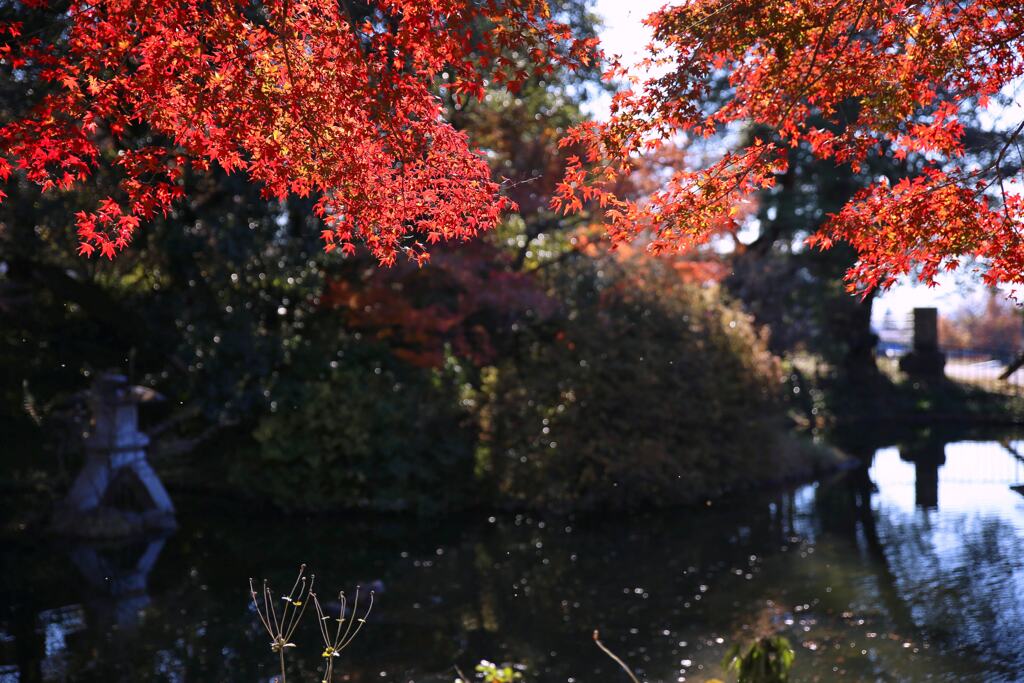 珊瑚寺