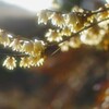 蝋梅②