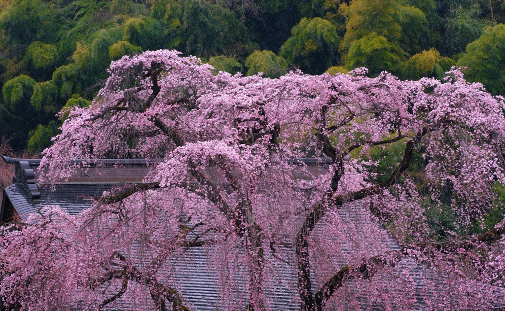 桜①