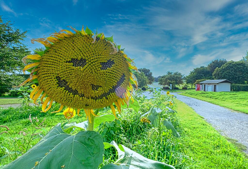 夏の思い出