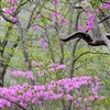 袈裟丸山にて④