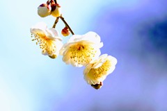 白梅