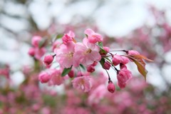 紅八重桜