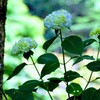清涼