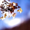 冬の華②