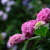 見納めの紫陽花⑥
