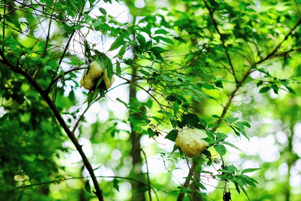 赤城自然園⑬