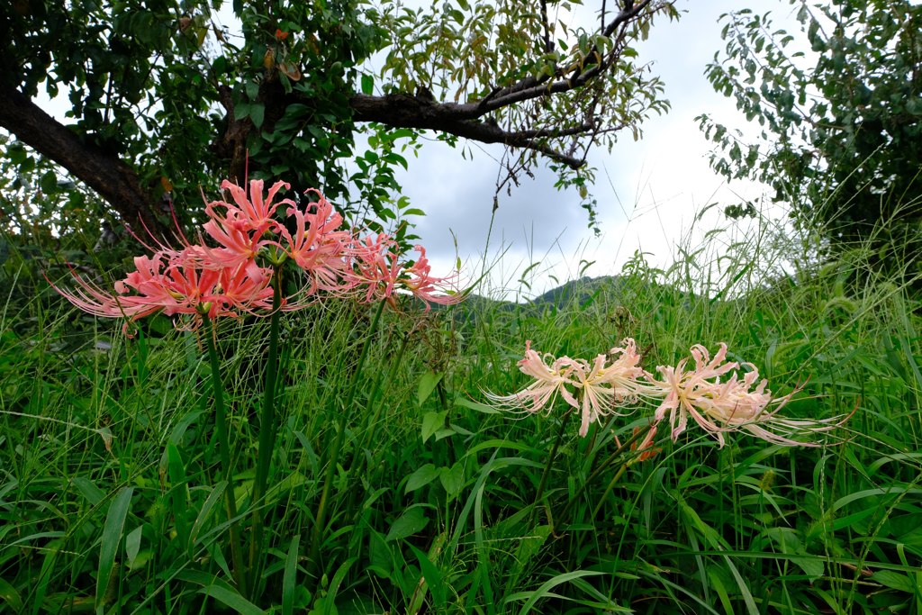 曼珠沙華