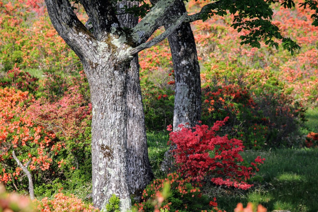 赤城山のレンゲツツジ②