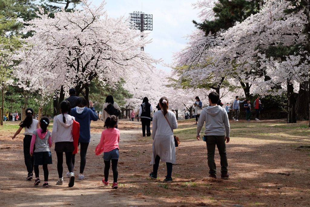 桜見納め