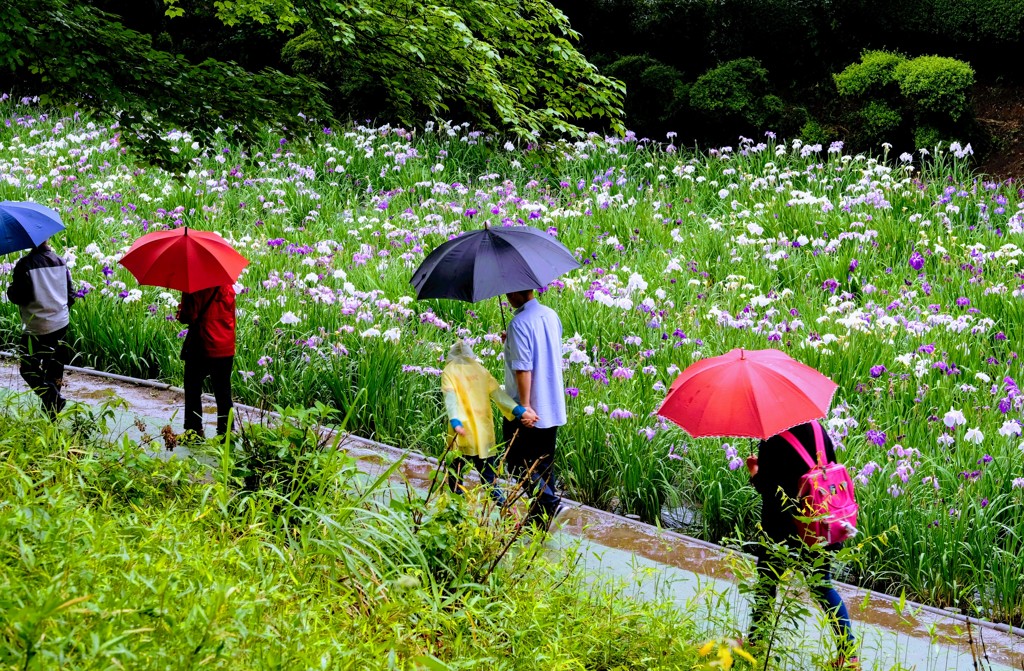 赤堀花しょうぶ園③