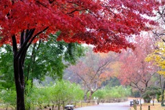 雨の敷島公園②