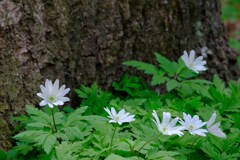 赤城自然園⑤