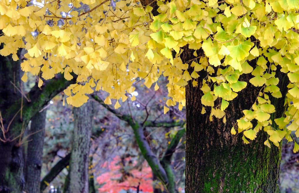 敷島公園の紅葉⑤