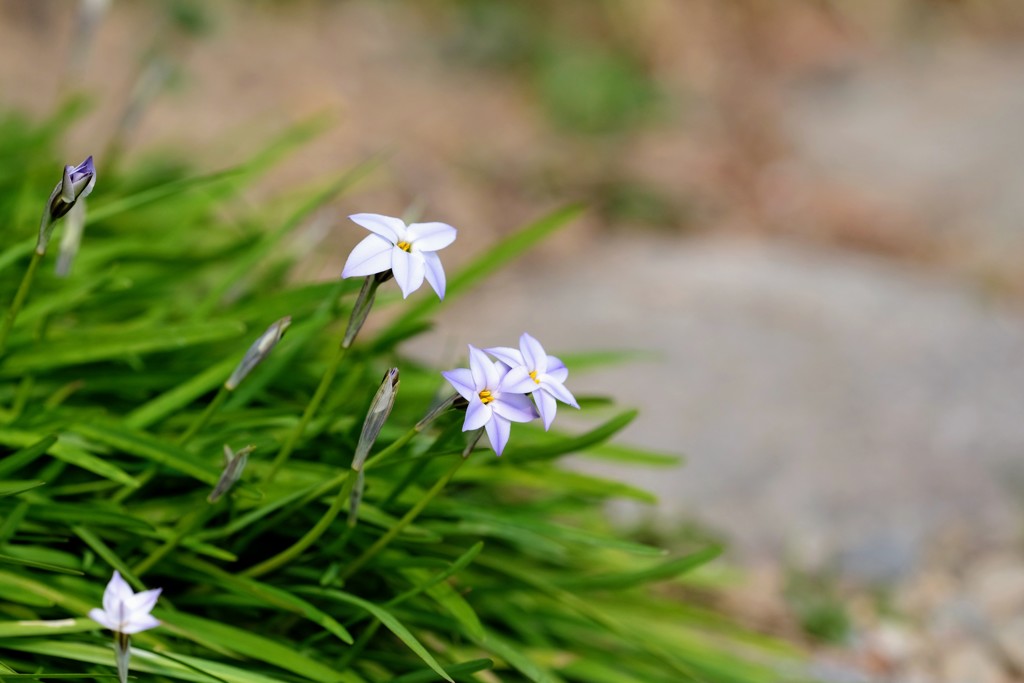 花韮の花