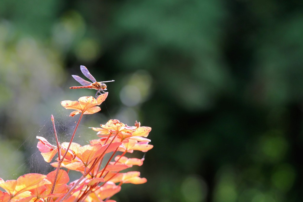 紅葉と高揚