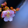 河津桜①