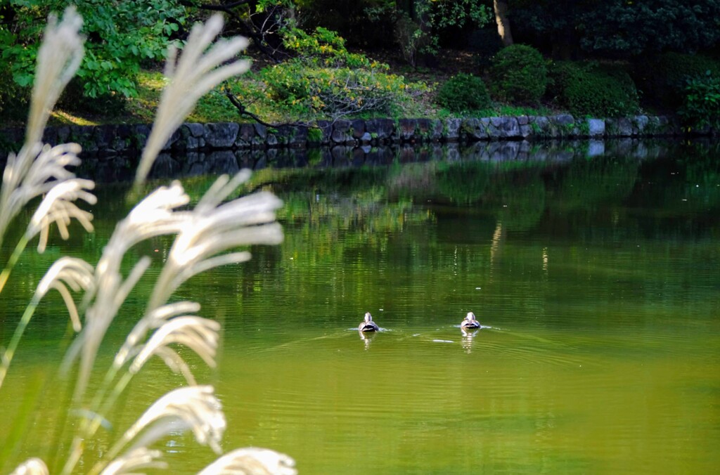 北の丸公園