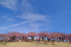 河津桜①